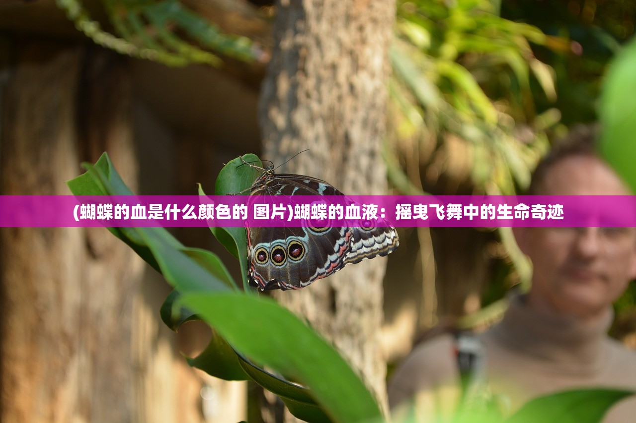 (忘语仙者全文免费阅读)仙者传奇，全文免费阅读之旅