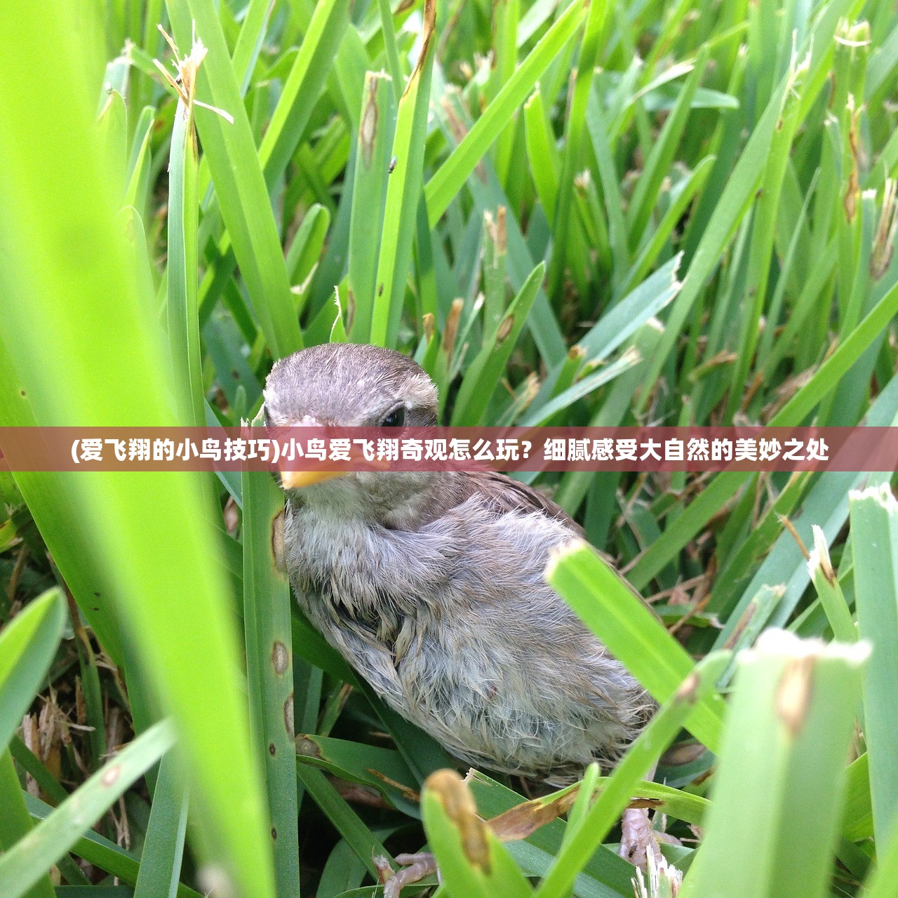 (180复古星王合击下载)探索经典魅力，关于星王合击的复古风潮与星王合击游戏攻略