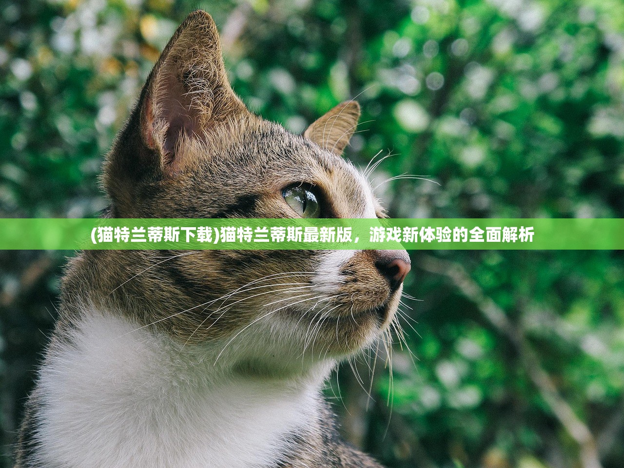 (猫特兰蒂斯下载)猫特兰蒂斯最新版,游戏新体验的全面解析 (猫特兰蒂斯下载)猫特兰蒂斯最新版,游戏新体验的全面解析