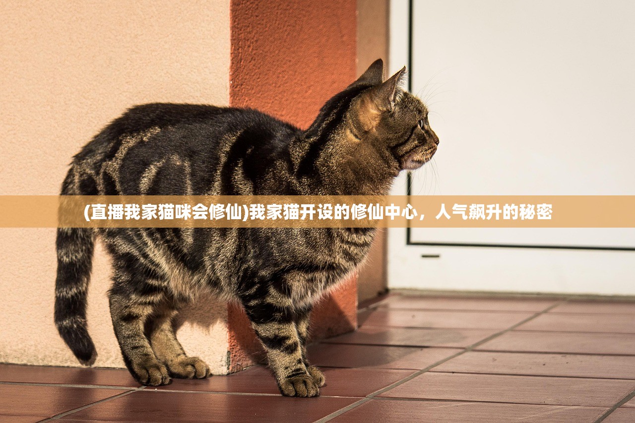 (直播我家猫咪会修仙)我家猫开设的修仙中心，人气飙升的秘密