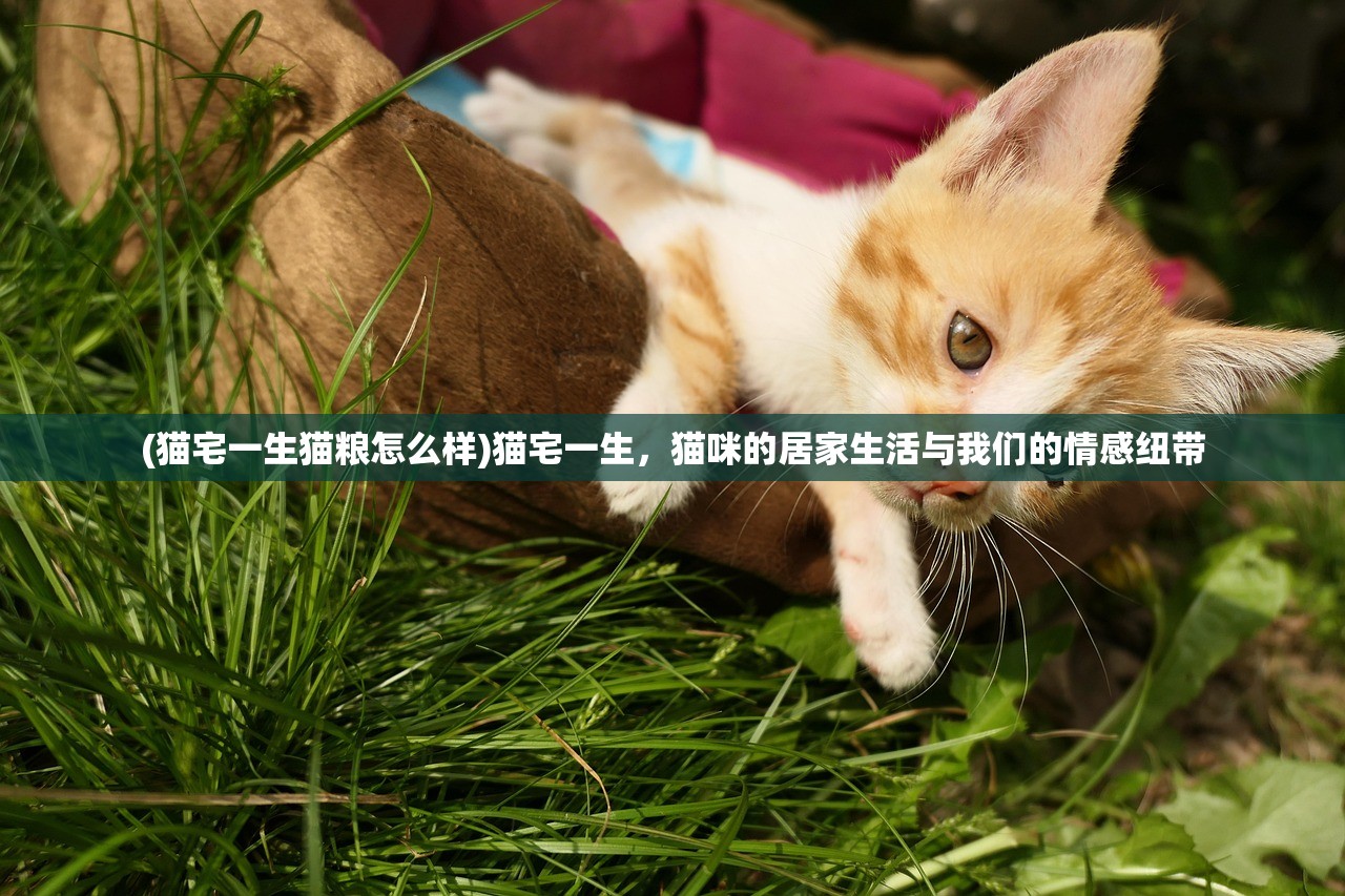 (猫宅一生猫粮怎么样)猫宅一生，猫咪的居家生活与我们的情感纽带