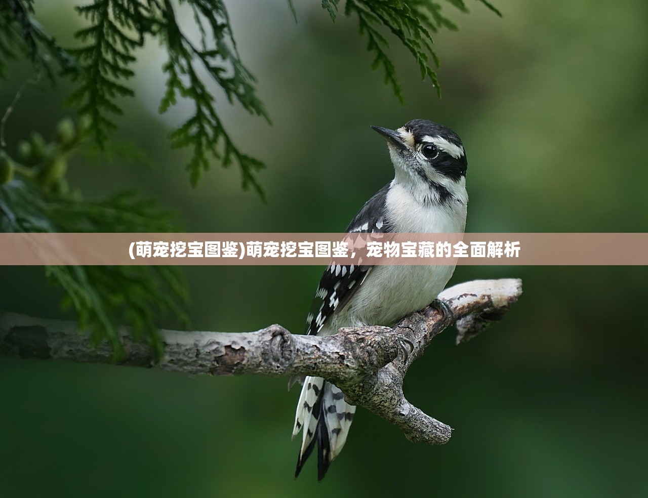 (萌宠挖宝图鉴)萌宠挖宝图鉴,宠物宝藏的全面解析 (萌宠挖宝图鉴)萌宠挖宝图鉴,宠物宝藏的全面解析