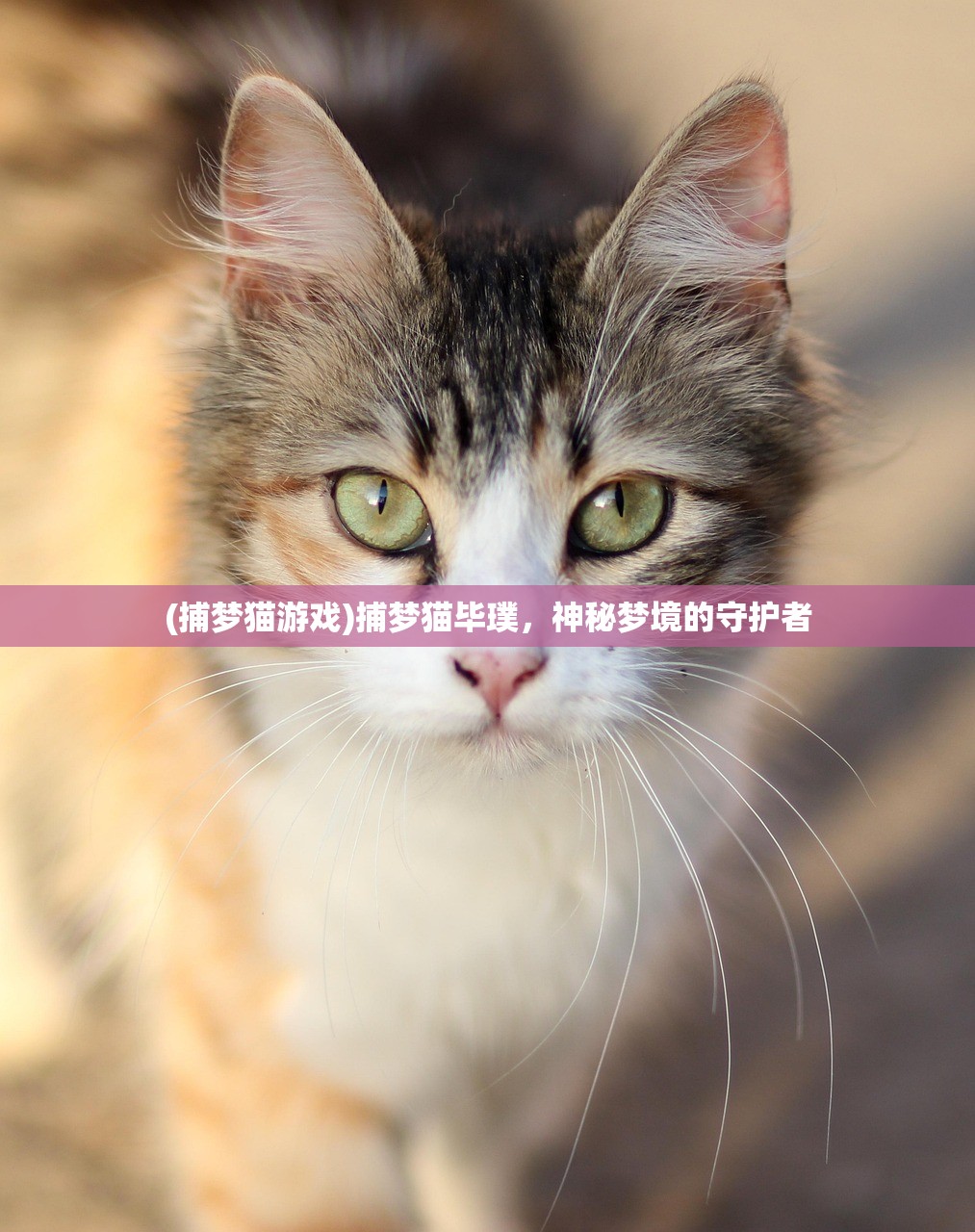 (捕梦猫游戏)捕梦猫毕璞，神秘梦境的守护者